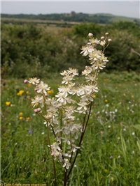 be800ebf-Dropwort, Filipendula vulgaris 1621.jpg